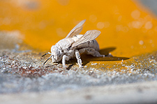 Sugar treatment for Varroa mites