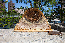 Honey comb from a Top Bar Hive